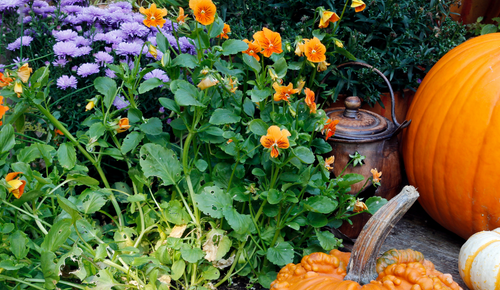 Preparing Your Garden for Winter